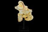 Spinosaurus Cervical Vertebra With Stand - Morocco #113038-5